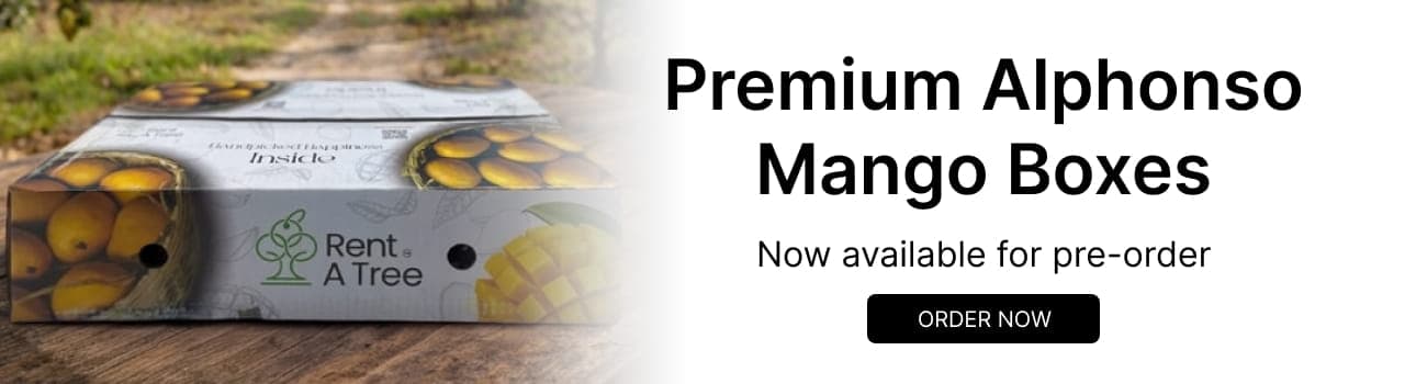 Premium Alphonso Mango Boxes - Now available for pre-order